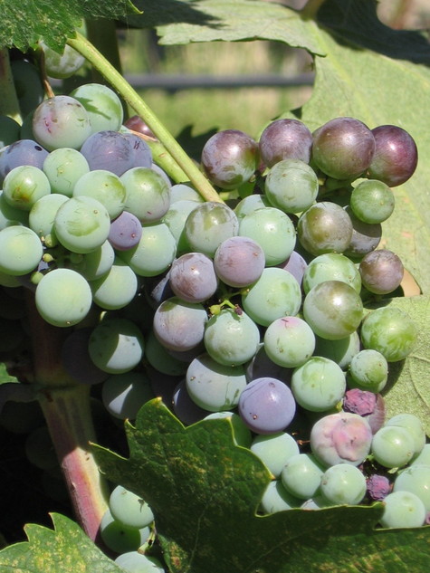 Veraison_2008_grenache Veraison_2008_grenache