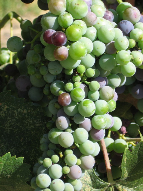 Veraison_2008_mourvedre Veraison_2008_mourvedre