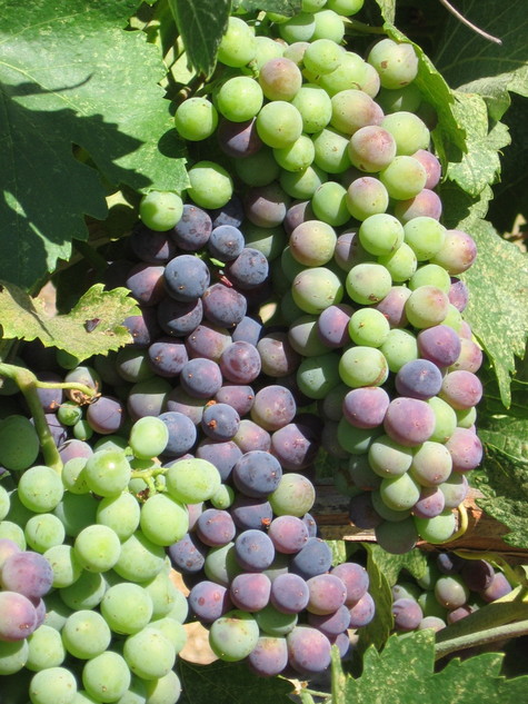 Veraison_2008_syrah Veraison_2008_syrah