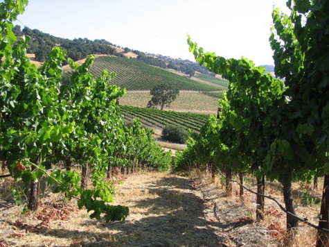 Vermentino_block Vermentino_block