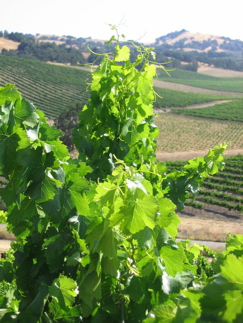 Vermentino_closeup Vermentino_closeup