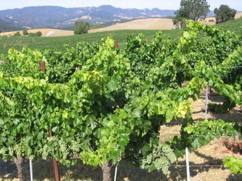 View_west_over_grenache View_west_over_grenache
