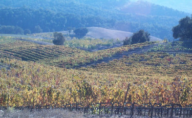 Vineyard_in_autumn_1 Vineyard_in_autumn_1