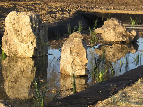 Wetland_closeup Wetland_closeup