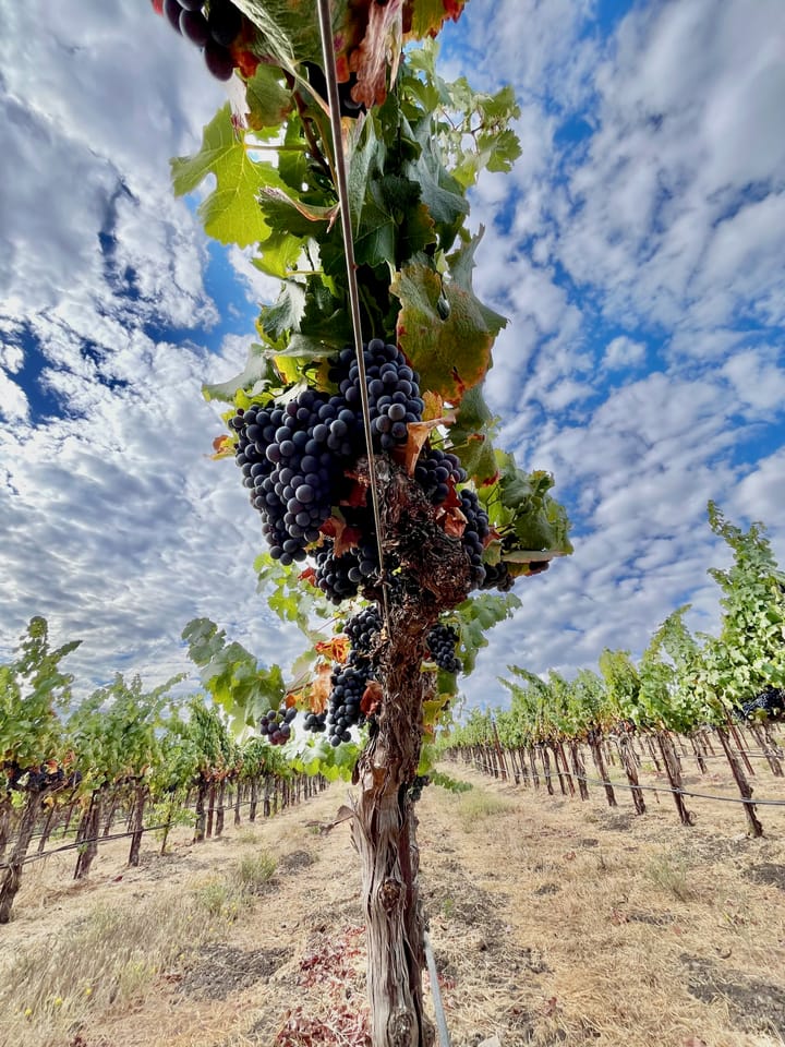Harvest 2025 at its Midpoint: Hurry Up and Wait