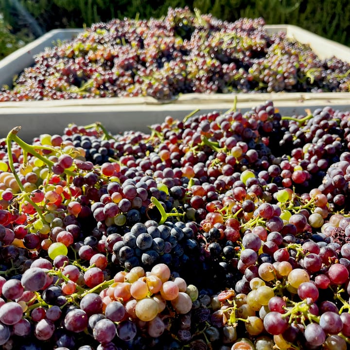 2025 Harvest Update: A warm August gets things going, then a September cooldown pushes pause