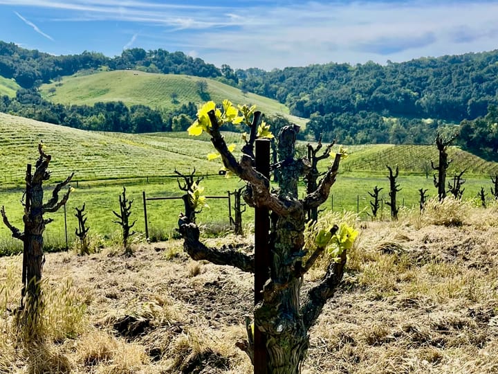 Budbreak 2026 arrives two weeks early... and this week's potential record heat means it will spread fast